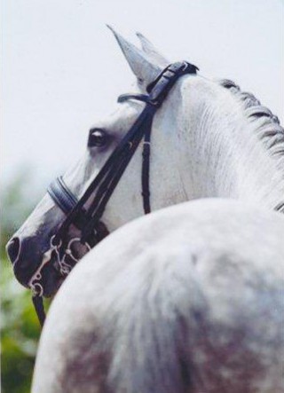 verkoop paard verkoop paard