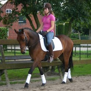 Painted Brown onder het zadel